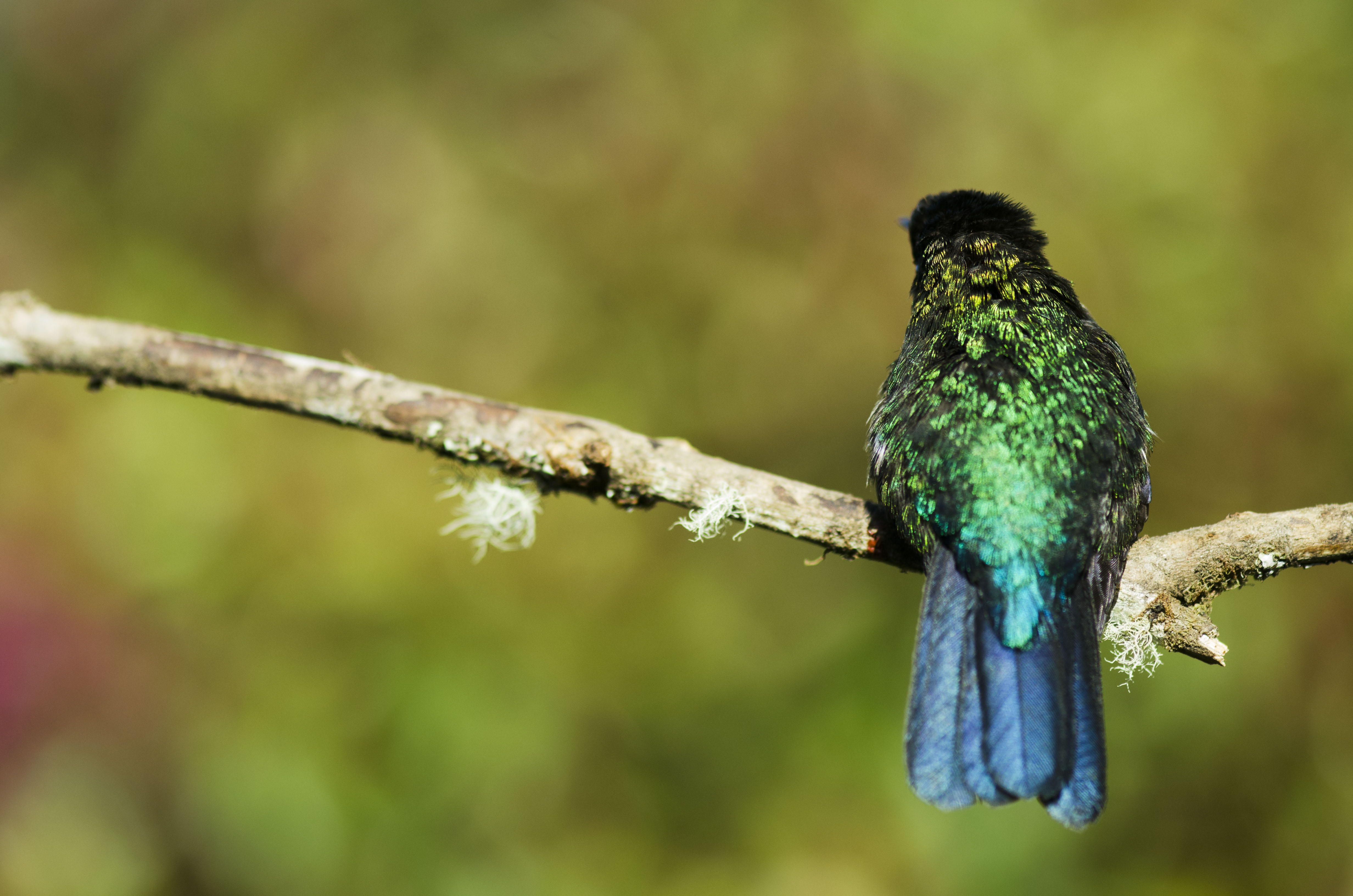 Colibrí de plumaje verde en Costa Rica