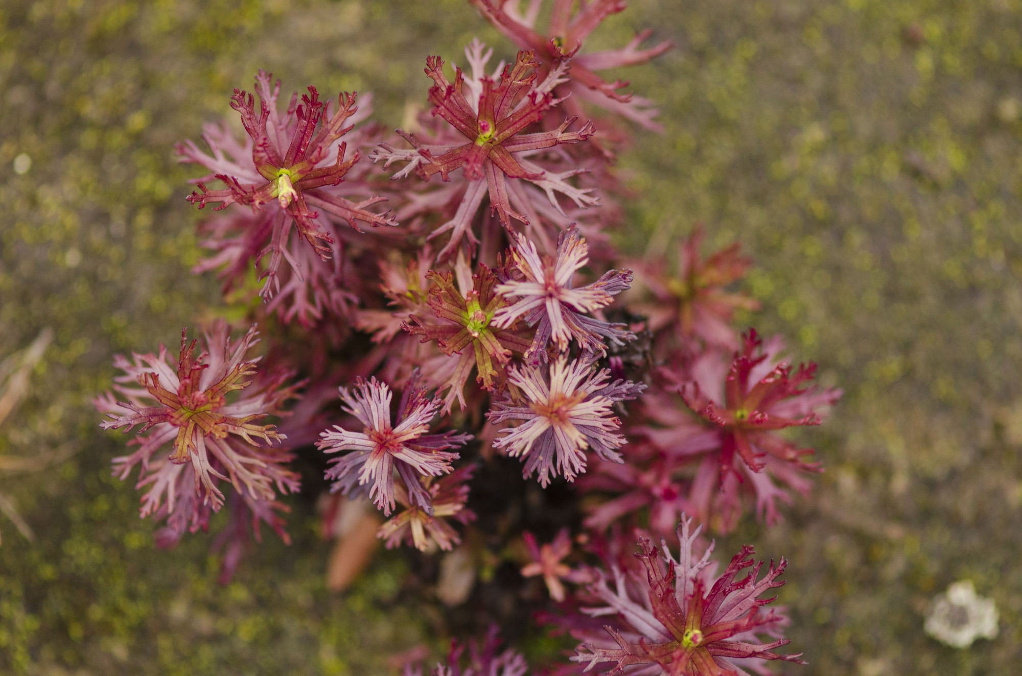 Flora rojiza de altura en el volcán Irazú